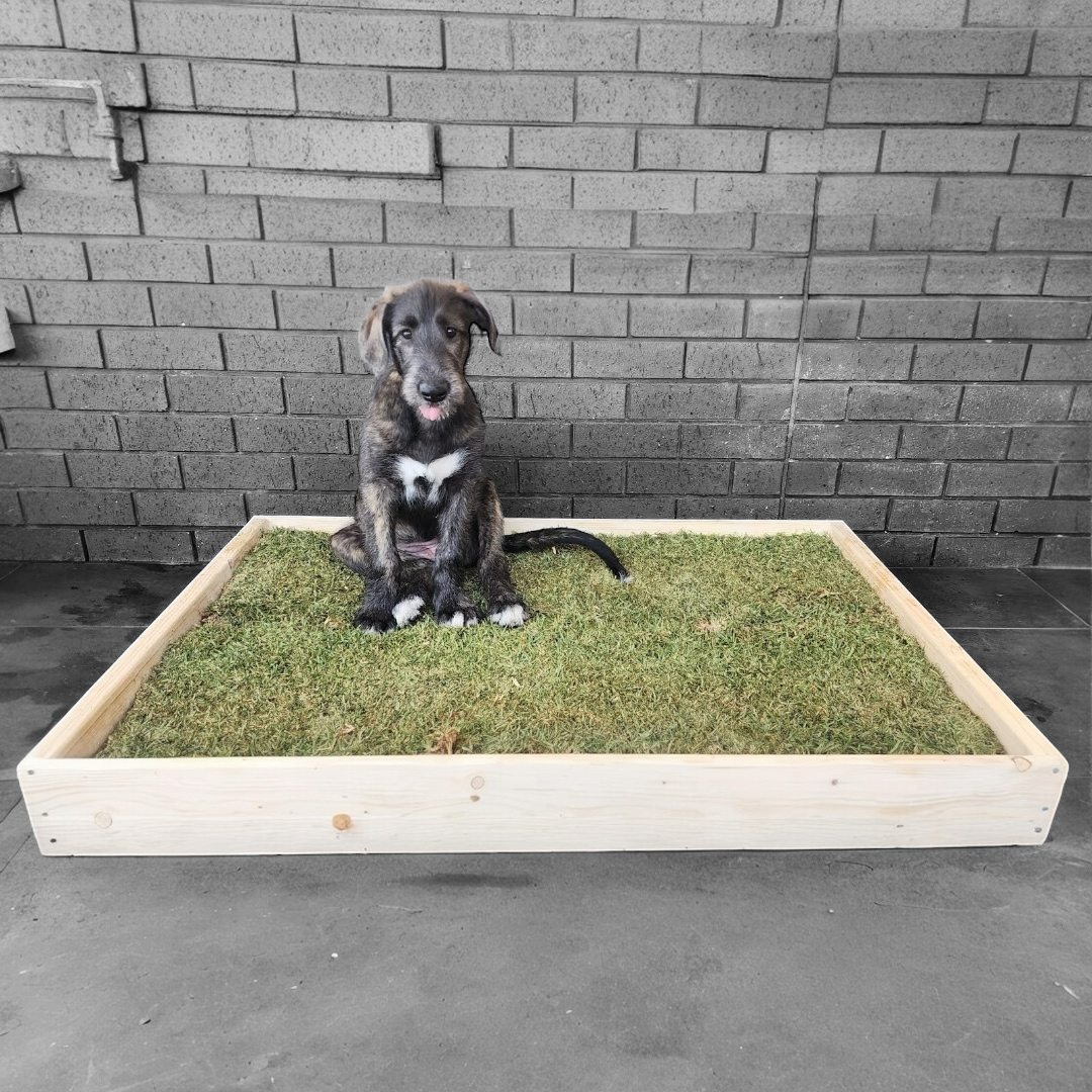 Fresh Patch Grass Puppy Mat Turf For Dogs To Pee On Patio Potty