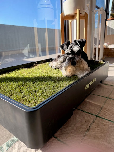 A schnauzer resting on the grass of a Grassifier in the sun