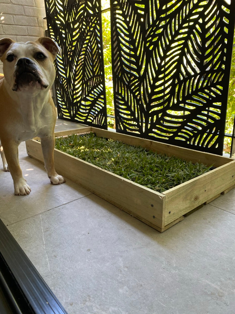 Bonnie beside the original timber grass potty on the balcony it was built for