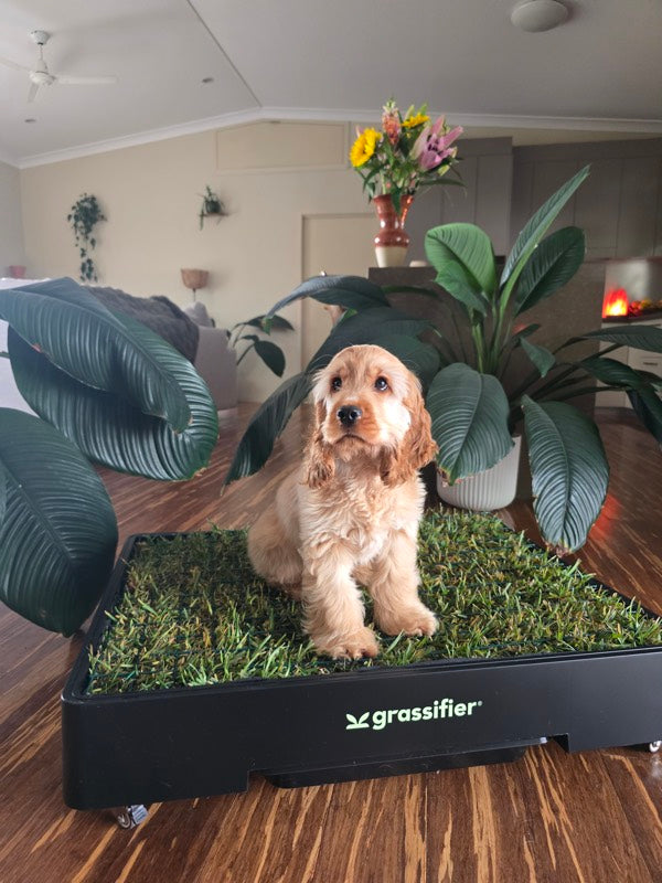 Cocker Spaniel · indoors