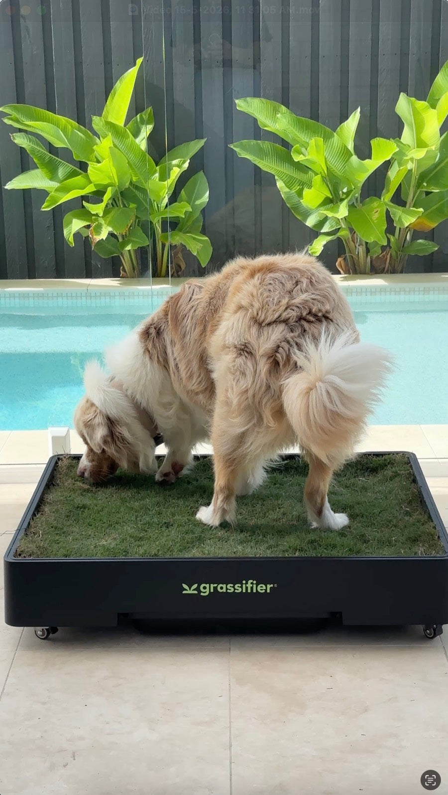 A dog sniffing the freshly laid grass