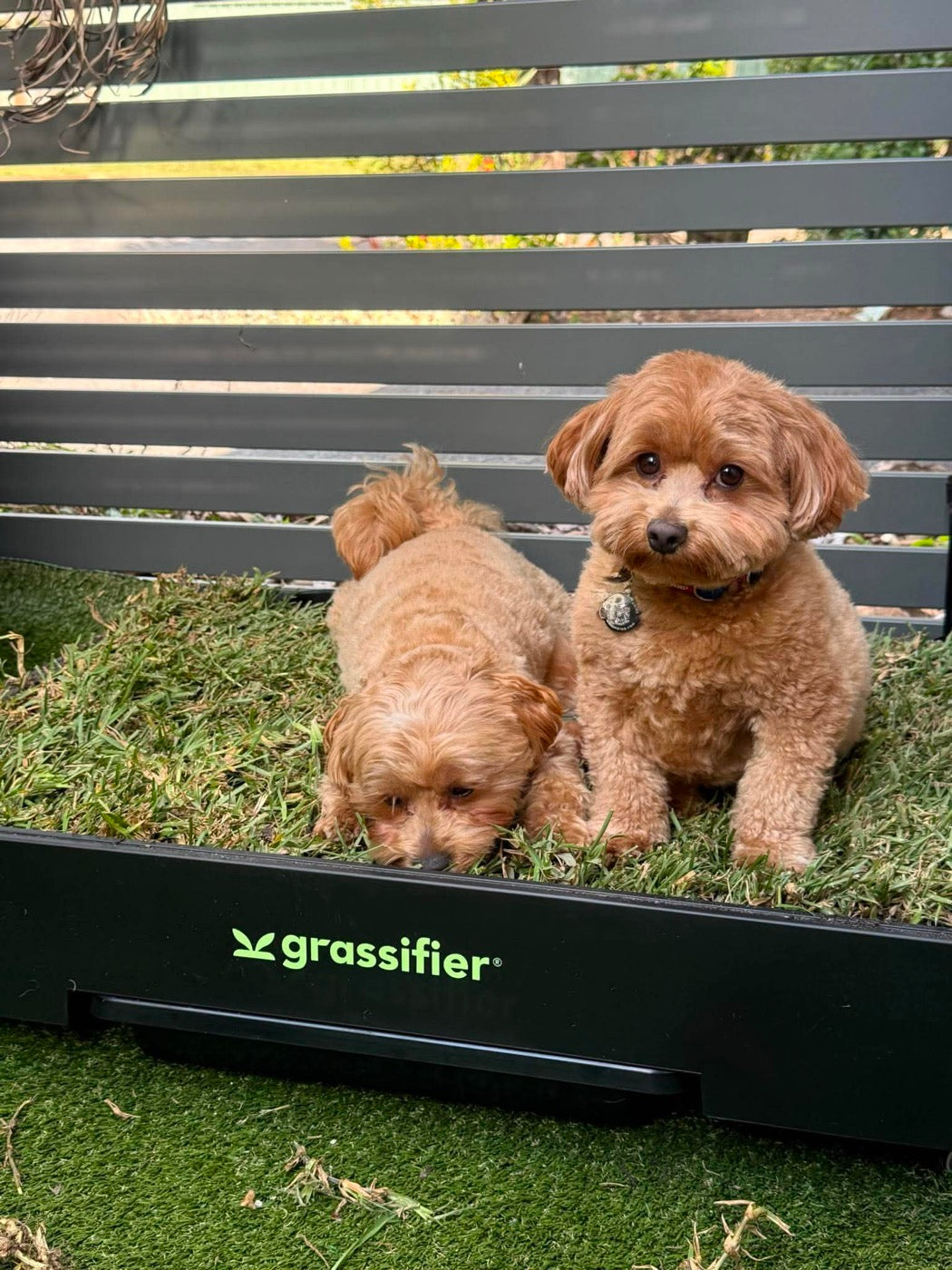 Two cavoodles sitting together on the real grass of a Grassifier