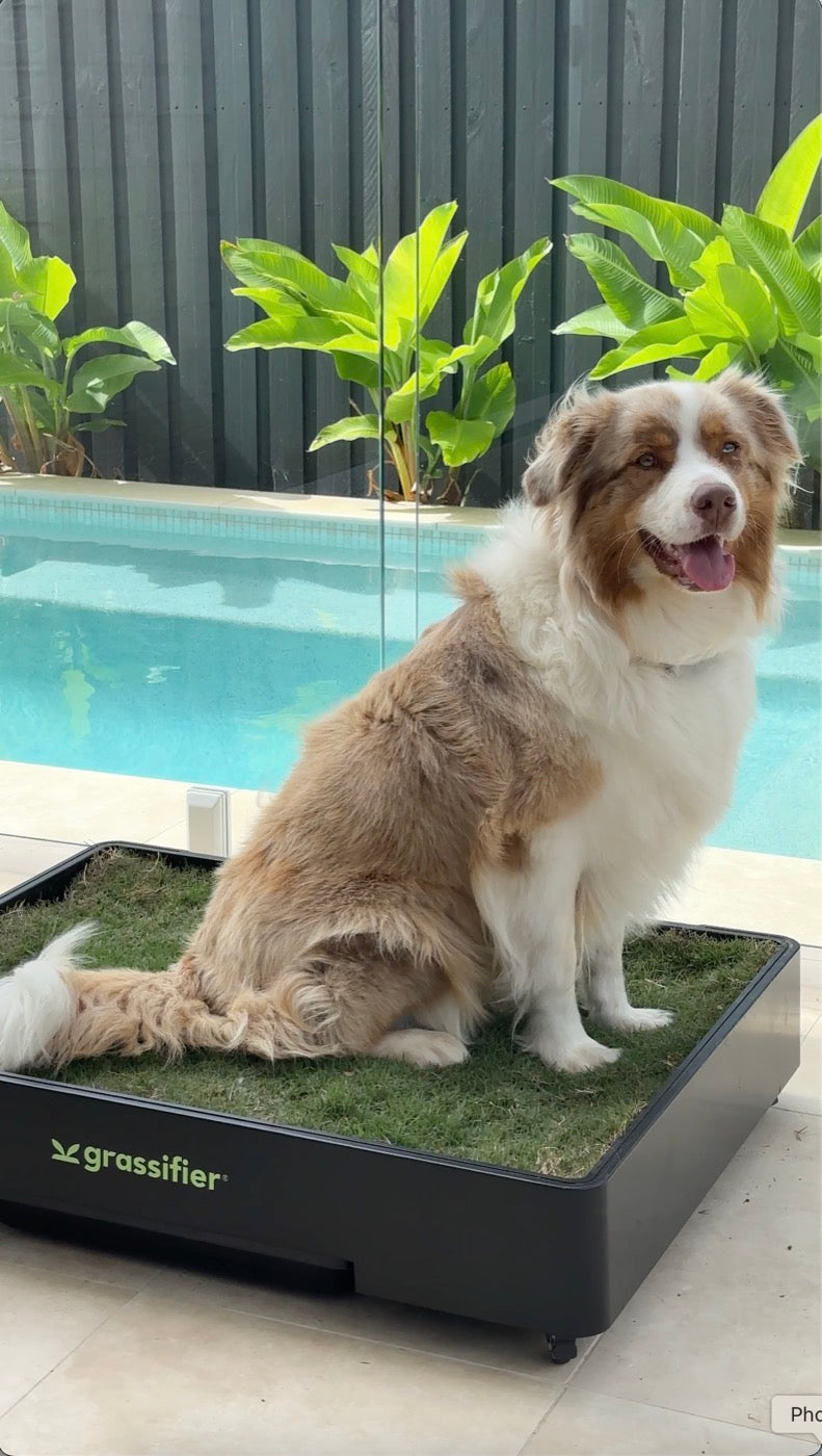 An Australian shepherd sitting on a Grassifier beside a swimming pool