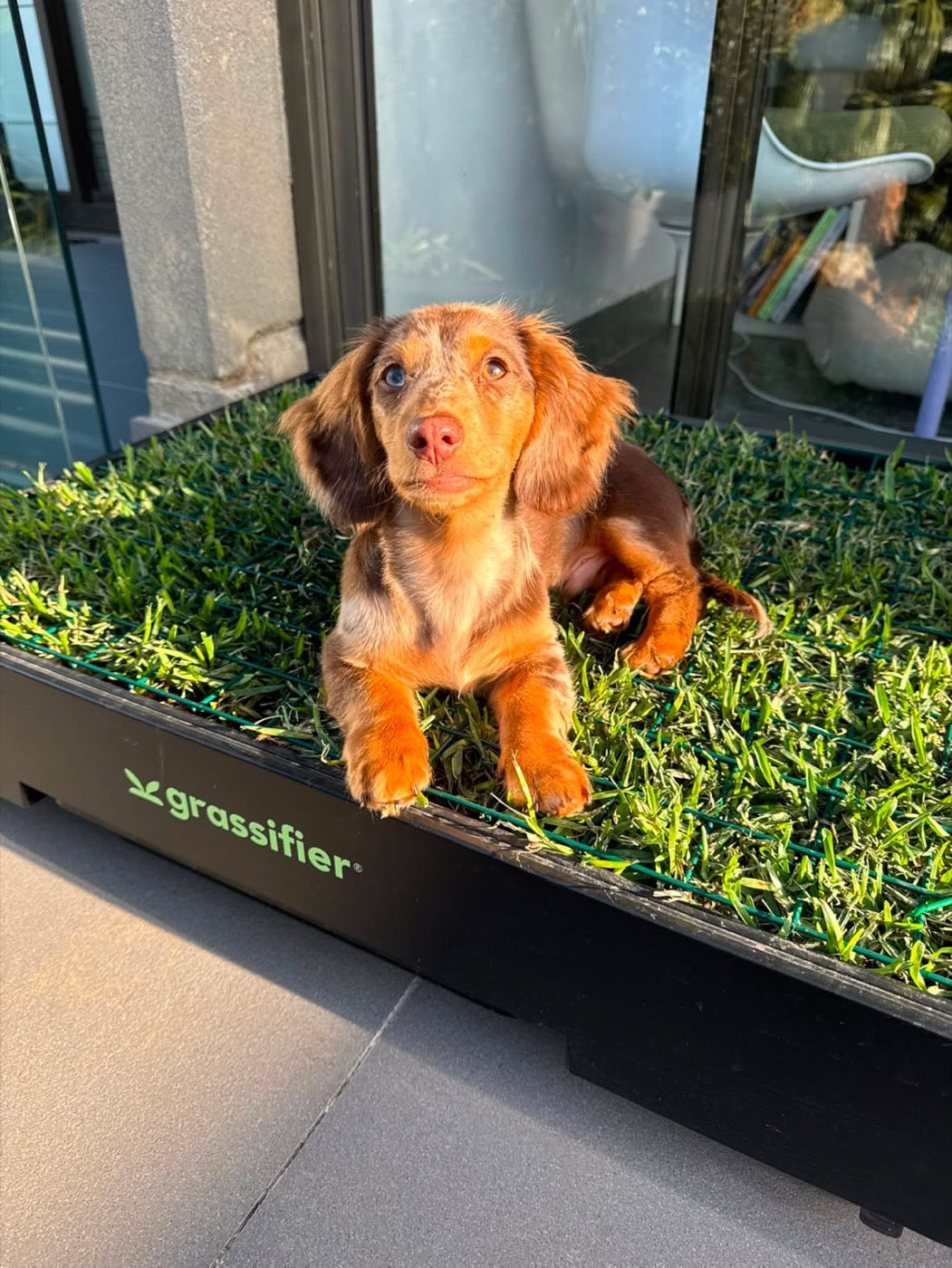 A dachshund puppy lying on the real grass of a Grassifier in the afternoon sun