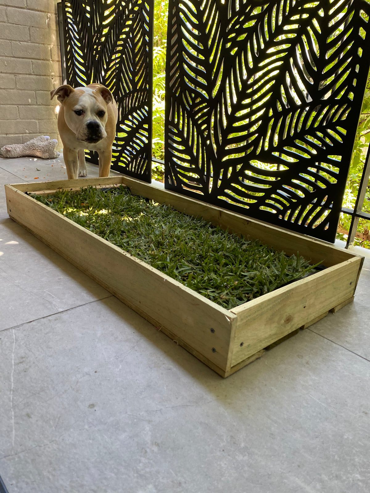 Gallery – Real Grass Puppy Potty