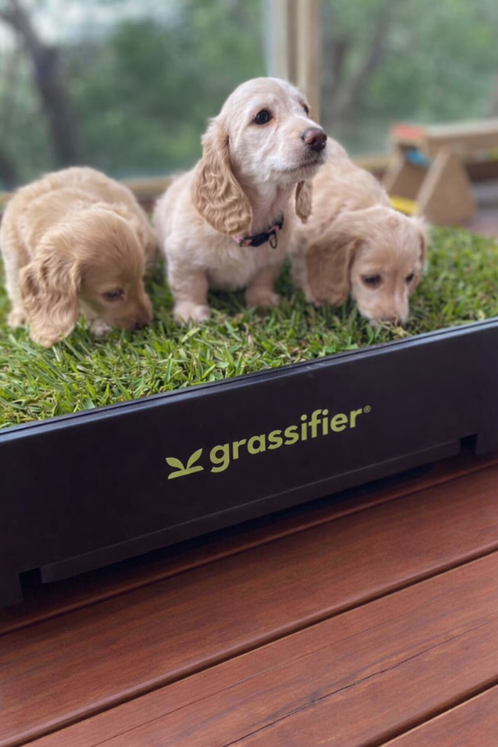 Cocker Spaniel pups · deck
