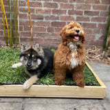 Real Grass Puppy Potty - Original