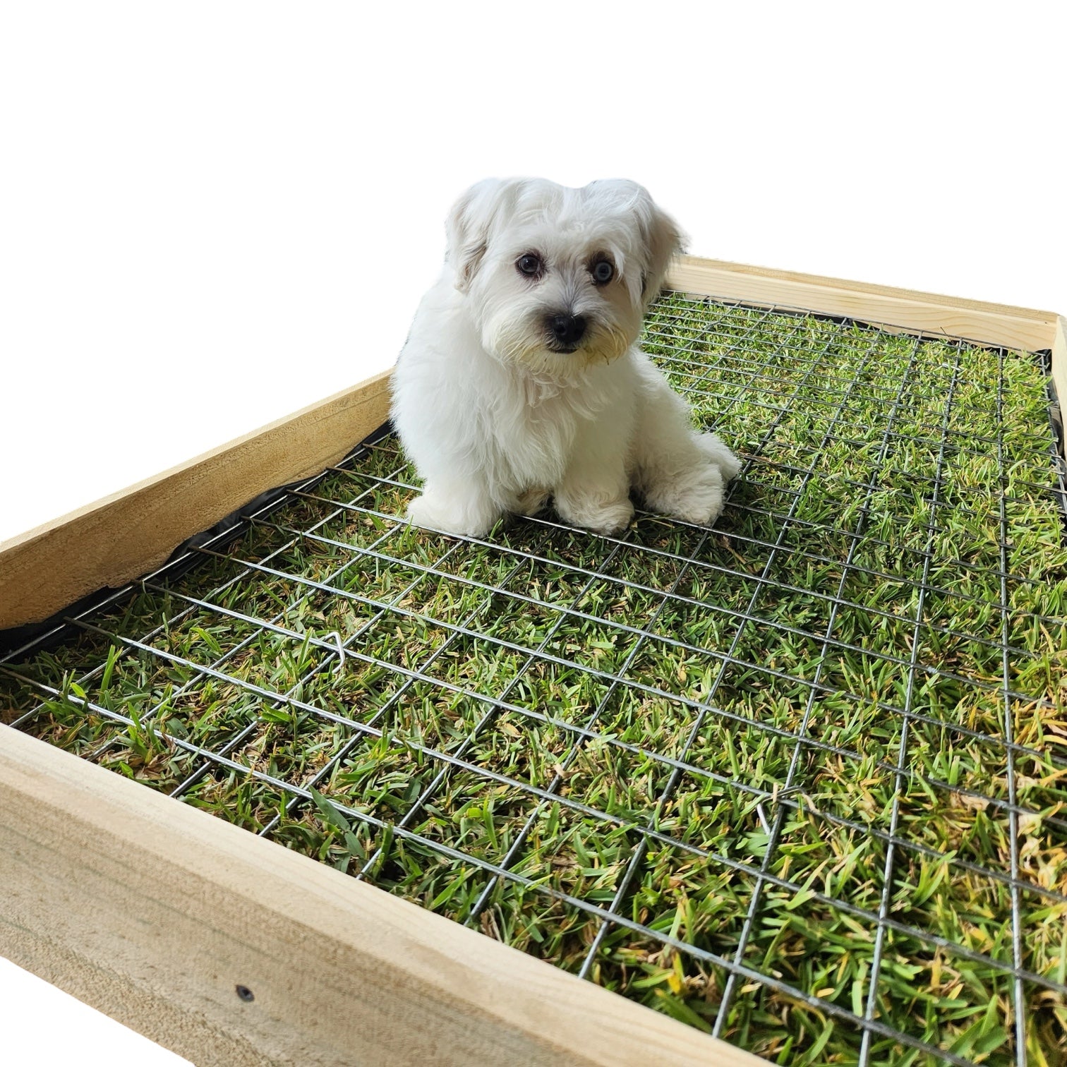 Grid Paws Puppy Dig Protection Grid (Original 1st-Gen) – Real Grass Puppy Potty
