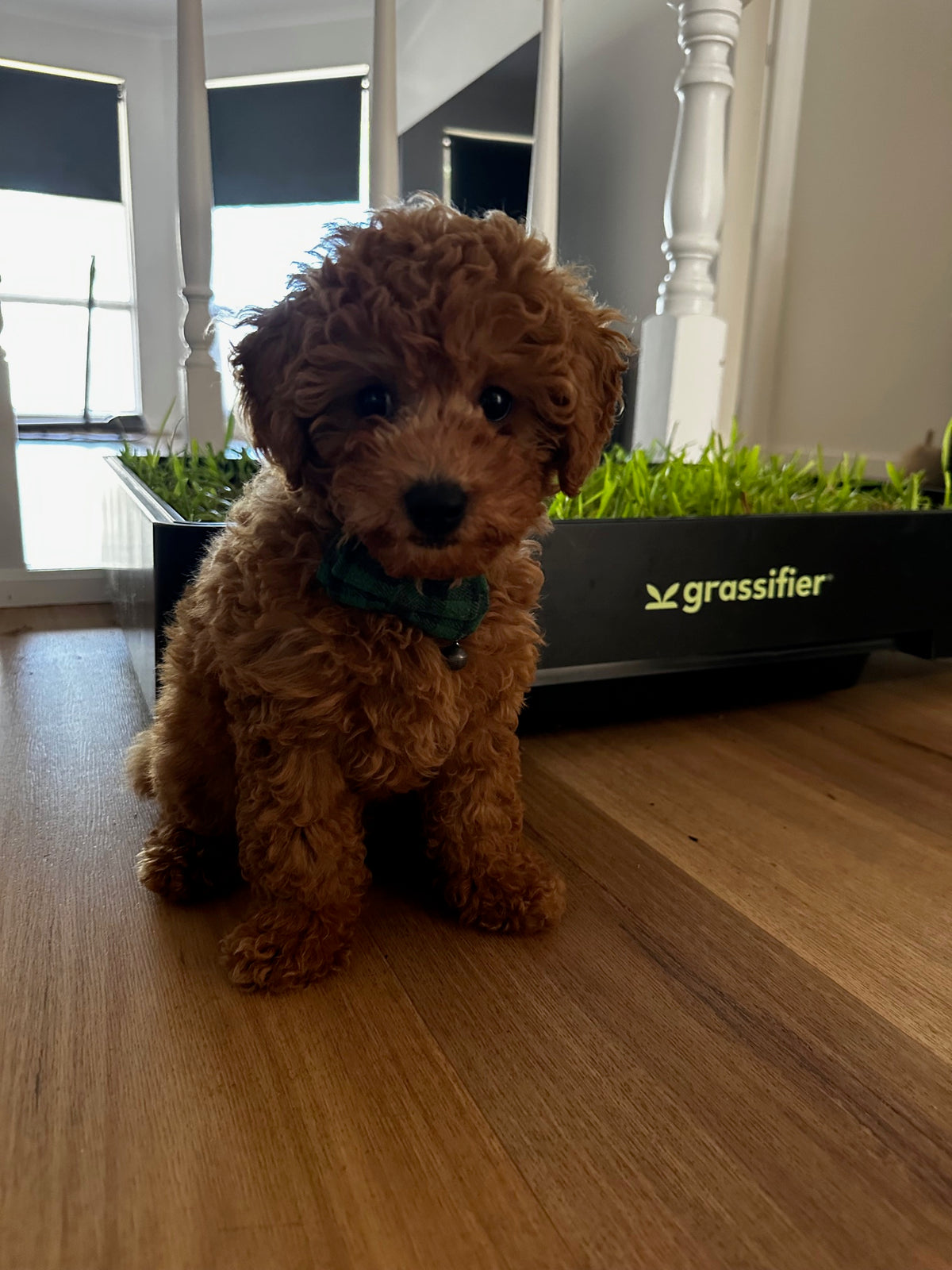 A toy poodle puppy in a green bow tie sitting in front of a Grassifier on a wooden floor