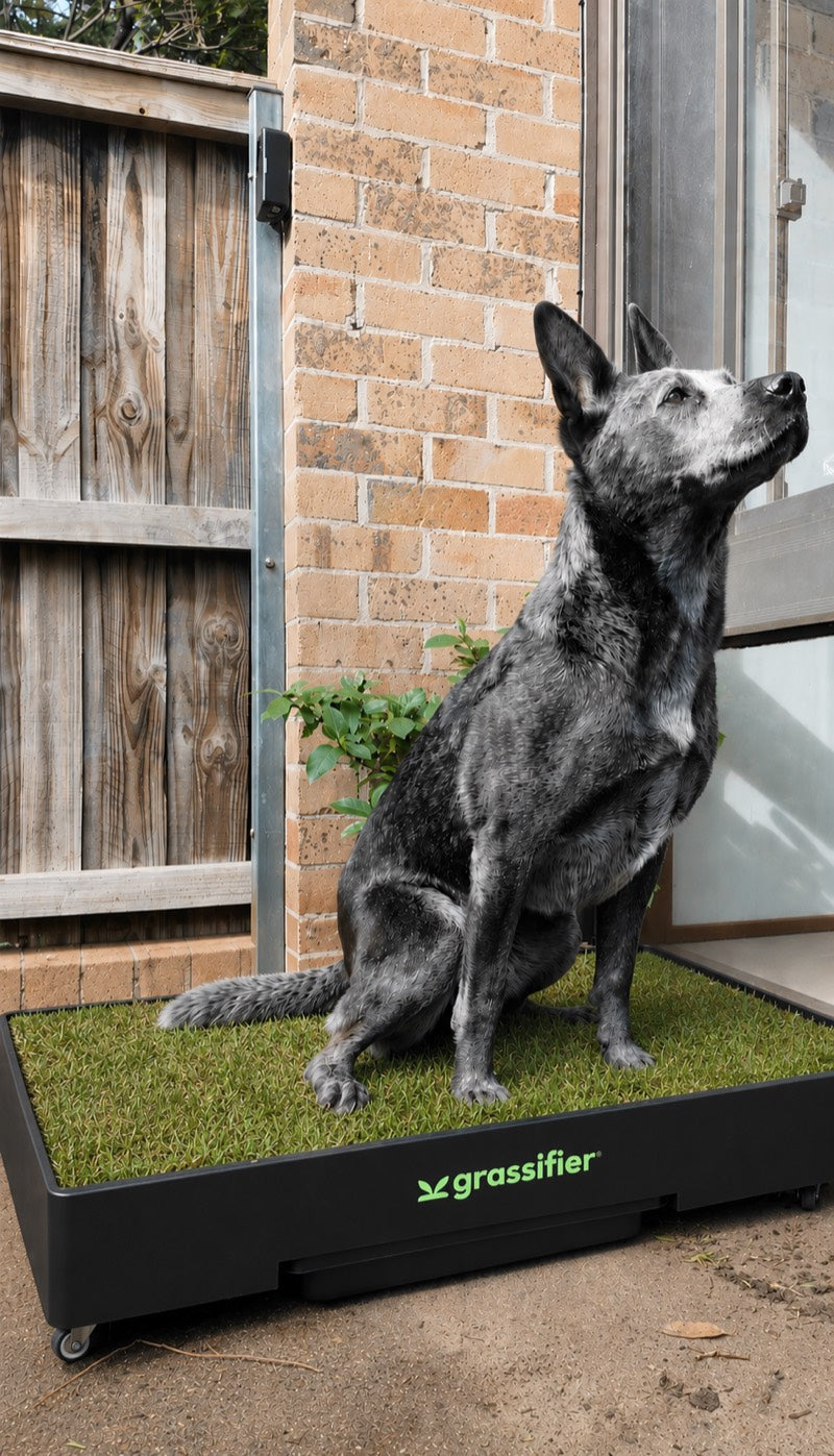 Senior Cattle Dog · backyard