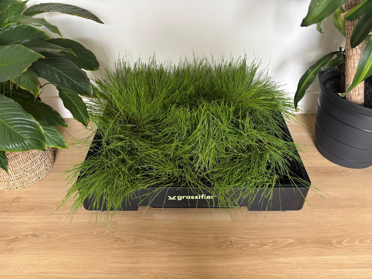 Looking after your grass